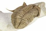 Exceptional Prochasmops Nasutus Trilobite - Russia #255350-4